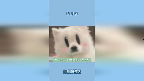 吃瓜娱乐小猫